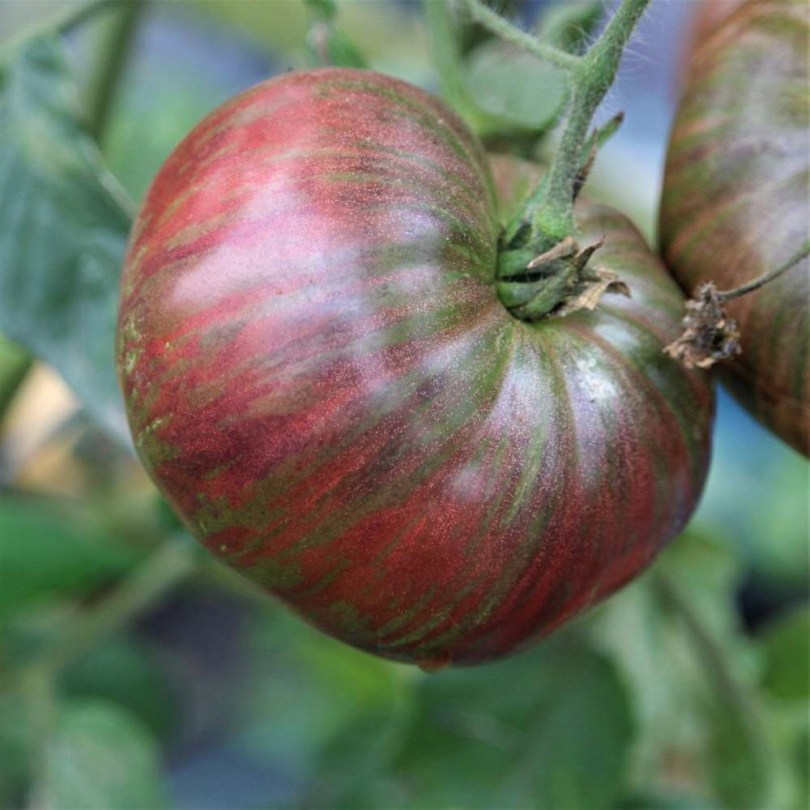 Mova Splash paradicsom